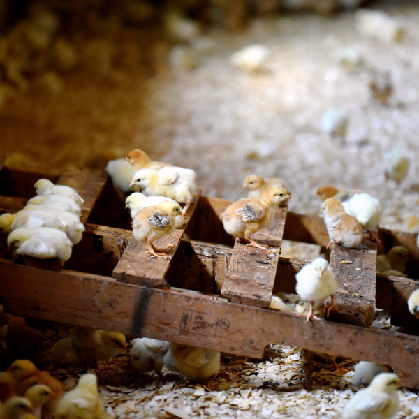 Westover, Maryland - July 11, 2018: Attendees of the 3rd Annual Perdue Farms Animal Care Summit toured the
Perdue Research Farm on July 11 in Westover, MD where Perdue is studying ways to continue improving the care of their animals and develop industry-leading best practices. CREDIT: Matt Roth